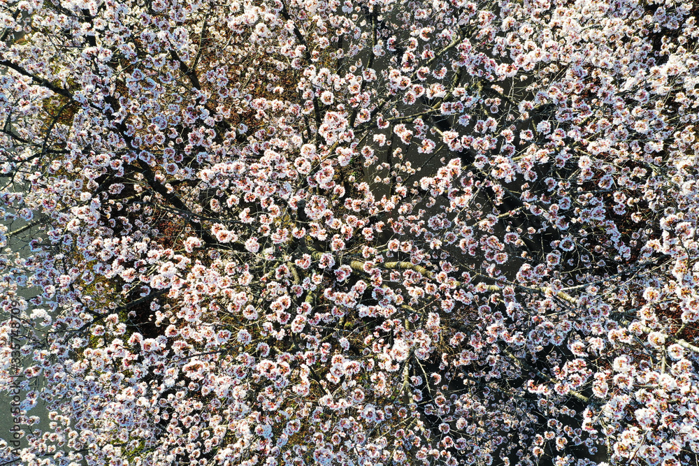 ドローンで撮影した桜