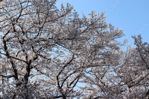 日本 桜 絶景