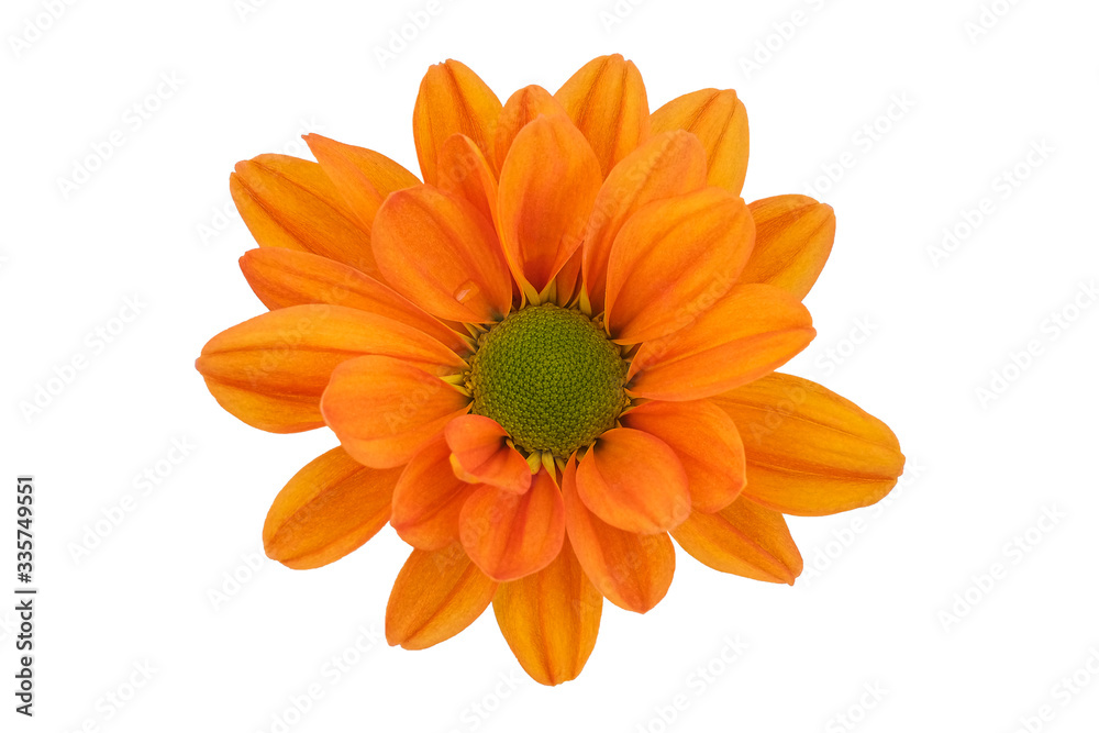 Top view Orange chrysanthemums on a white background