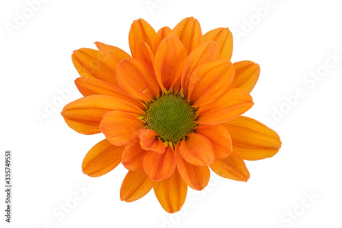 Top view Orange chrysanthemums on a white background
