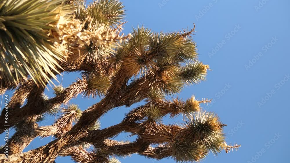 Looking up at the underside of Joshua tree with blue sky background Looking up at the underside of Joshua tree with blue sky background