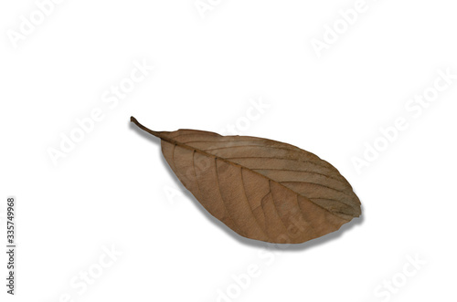 Brown dry leaves with a white patterned background