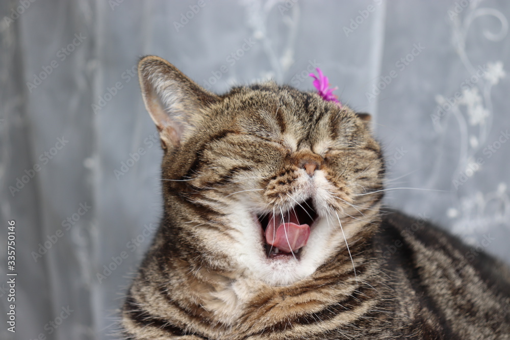 Naklejka premium ピンクの花とあくび猫アメリカンショートヘア