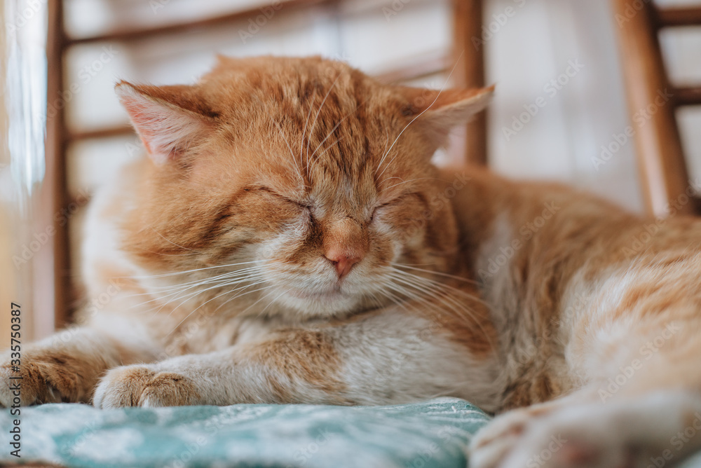 Red cat is sleeping, close-up