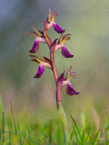 nice wild orchid in spring with evening light. anacamptis collina
