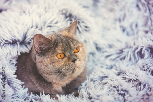 Cute cat peeking out from under the soft fur blue blanket. Relaxing at home British shorthair cat © vvvita
