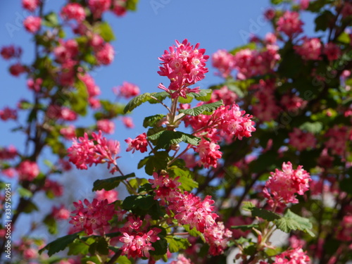 Blüten im Frühling