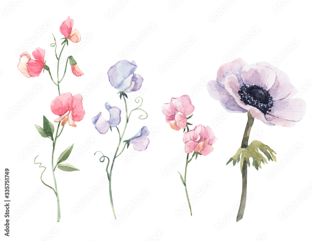 Fototapeta premium Beautiful watercolor floral set with anemone and sweet pea flowers. Stock illustration.
