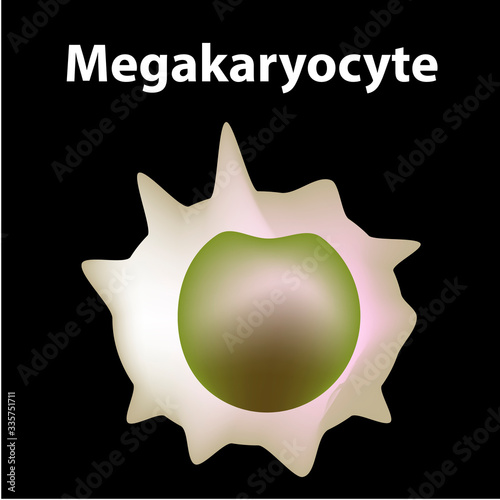 The structure of platelets. Platelets are a blood cell. myeloid, stem, cell, megakaryocyte, megakaryoblast. Infographics. Vector illustration on isolated background.