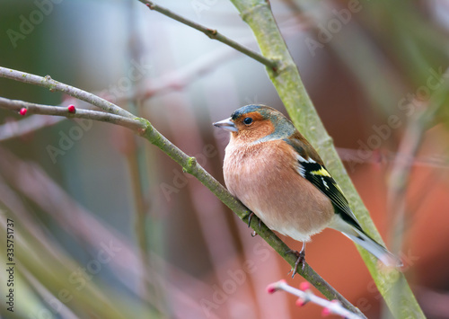 Male cahffinch bird sitting on the brach of a tree