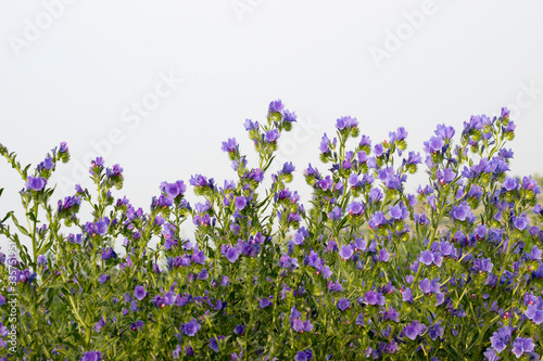 lavender flowers in the field © Josiahdeng