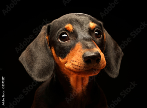 Portrait of a smiling dachshund puppy © Pelana