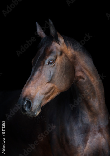 Portrait of a bay horse