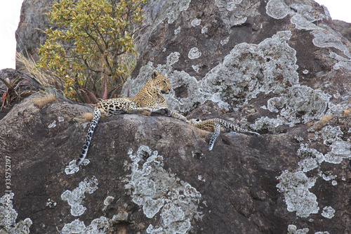 Leopard photo