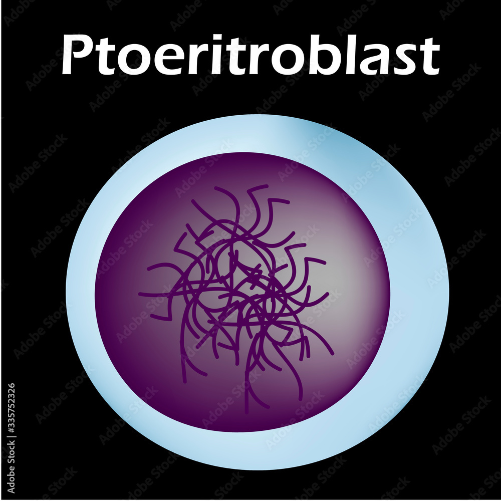 The structure of the erythrocyte. Erythrocyte blood cell. The structure of the red blood cell. Reticulocyte. Infographics. Vector illustration on isolated background. The structure of the erythrocyte. Erythrocyte blood cell. The structure of the red blood cell. Reticulocyte. Infographics. Vector illustration on isolated background.