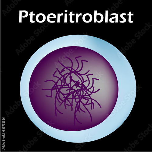 The structure of the erythrocyte. Erythrocyte blood cell. The structure of the red blood cell. Reticulocyte. Infographics. Vector illustration on isolated background.