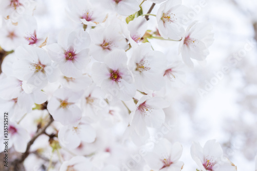 spring cherry blossoms, white flowers, trees, background