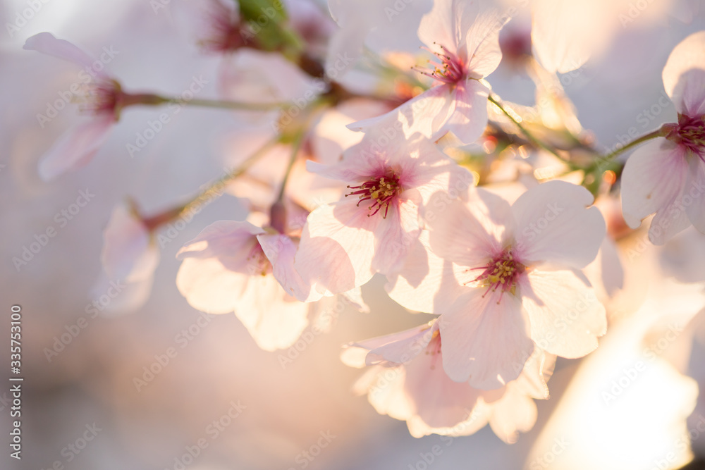 Obraz premium 満開の桜の花と綺麗な夕日