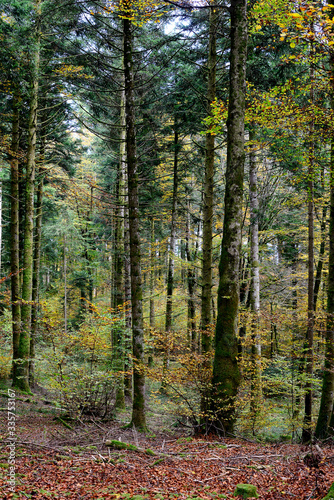 forêt automne © L.Veronese