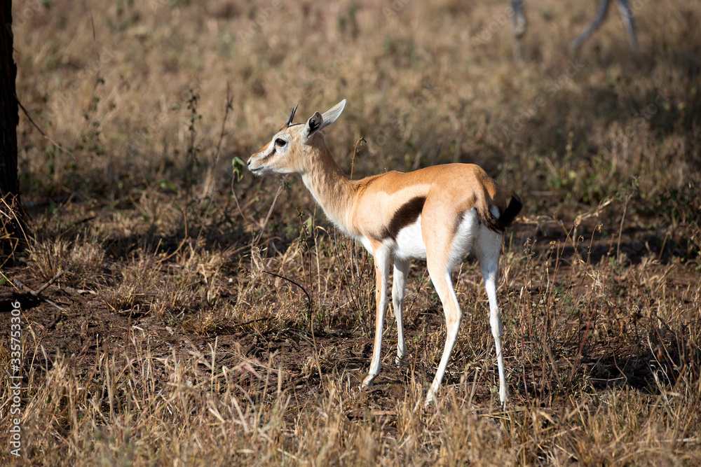 Thomson Gazelle