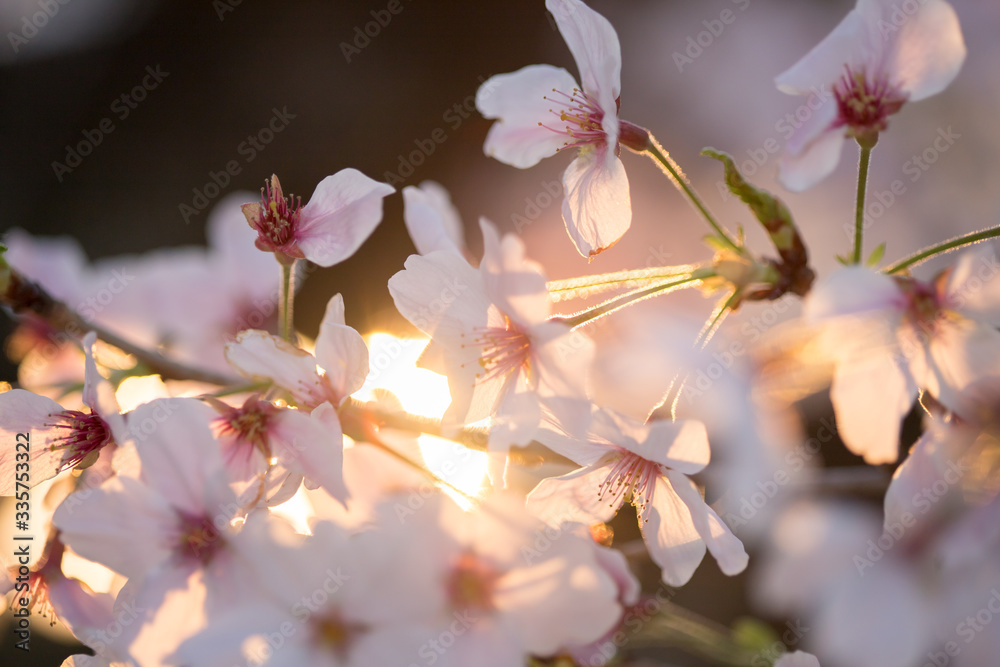 満開の桜の花と綺麗な夕日 満開の桜の花と綺麗な夕日