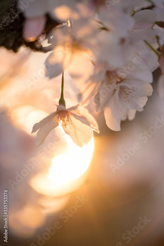 満開の桜の花と綺麗な夕日