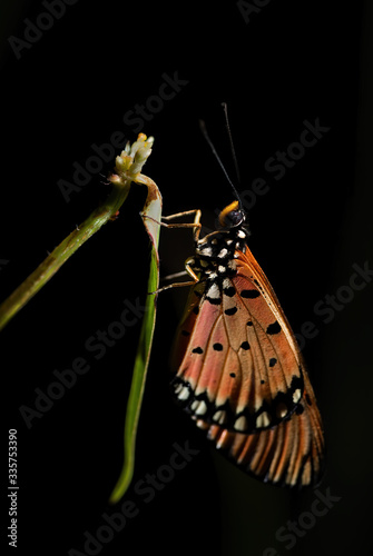 Tawny Coster - Acraea terpsicore, beautiful colored large brushfoot butterfly from Eastern Asian forests and bushes, Malaysia. photo