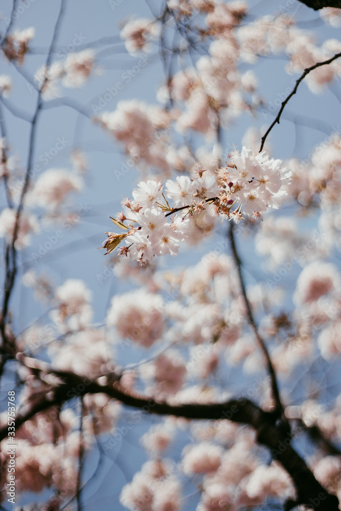 Cherry Blossom