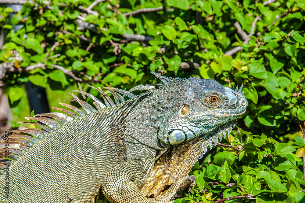 Obraz premium Beautiful Miami