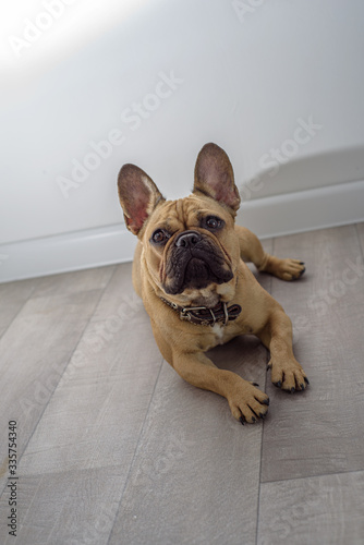 Puppy of french bulldog lies on the floor. Vertical © penyushkin