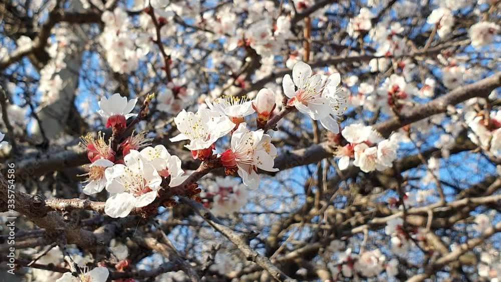 branch of flowering spring tree in wind. spring. branch of flowering spring tree in wind. spring.