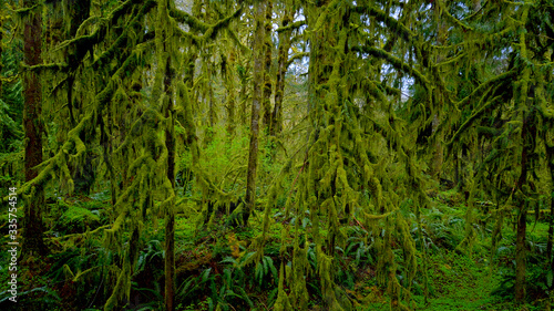 Wild nature in the rainforest near Forks