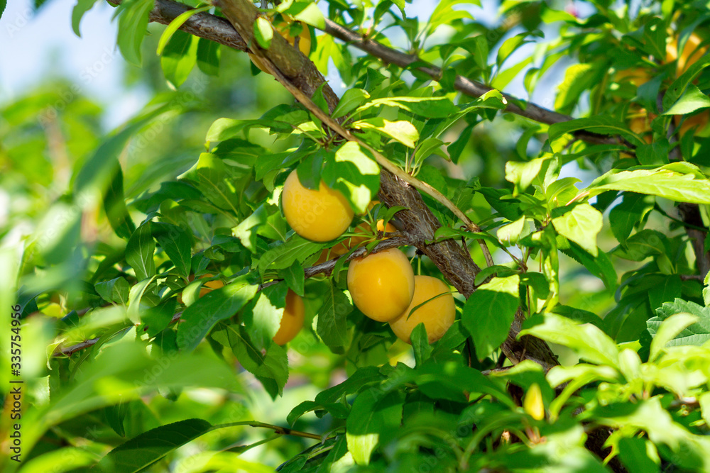ripe orange plum on tree branches. growing organic fruit in the garden