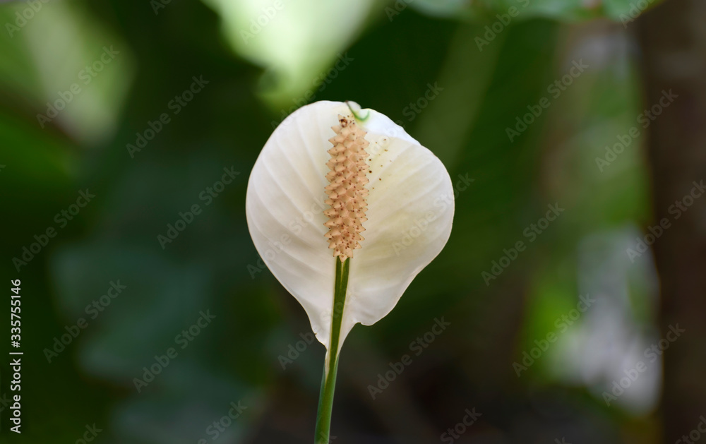 White flowers on a natural background
White flowers on a natural background