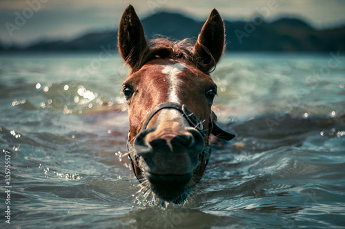 A horse cools off in the coastal waters of New Zealand.