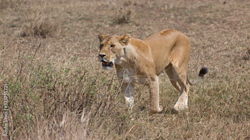 Löwin © Andreas Edelmann