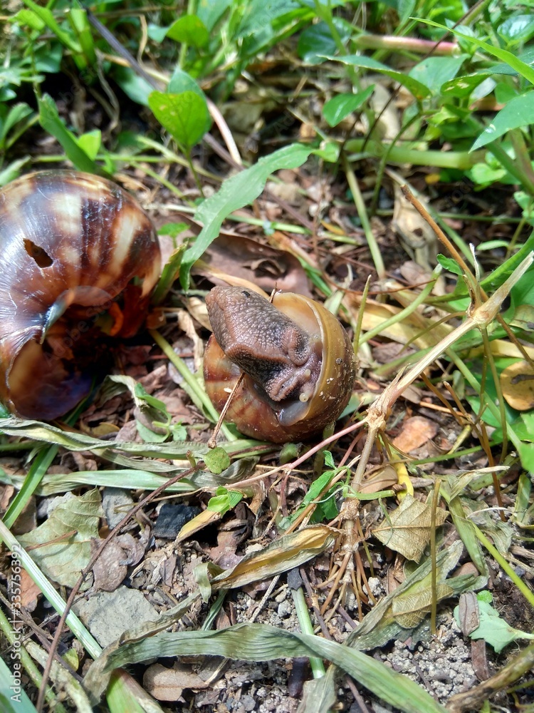 Obraz premium Snails (Bekicot, Achatina fulica, African giant snail, Archachatina marginata) in with natural background