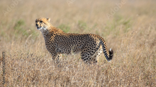 Photography Gepard