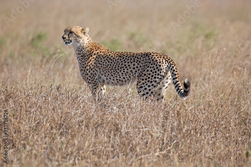 Canvas Print Gepard