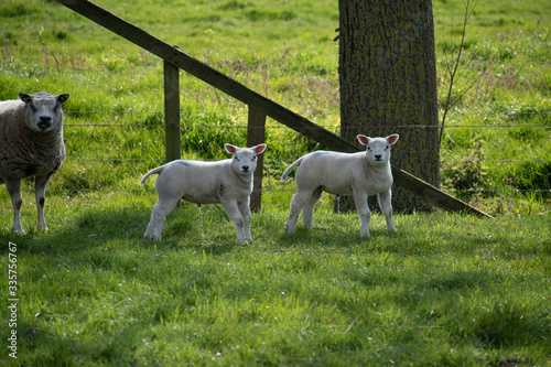 Young lambs on a livestock farm in Damme, Belgium photo