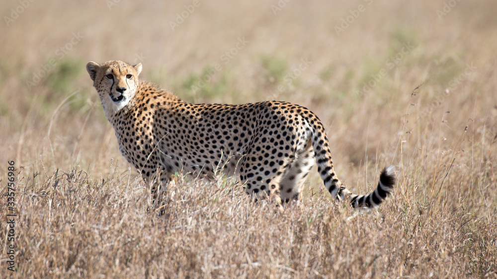 Naklejka premium Gepard