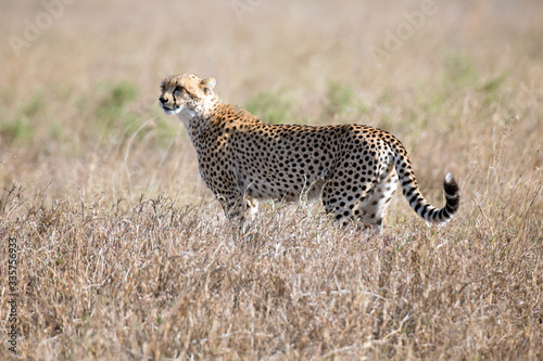 Photography Gepard
