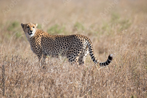 Canvas Print Gepard