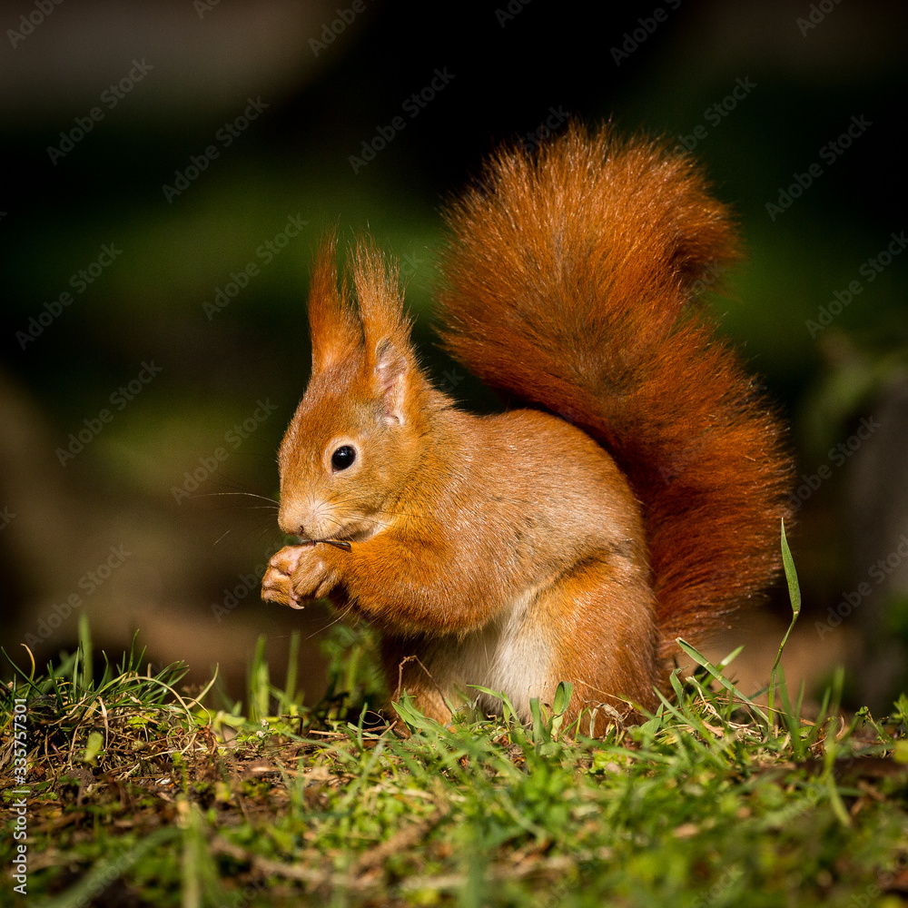 Fototapeta premium Eichhörnchen oder Oachkatzlschwoaf