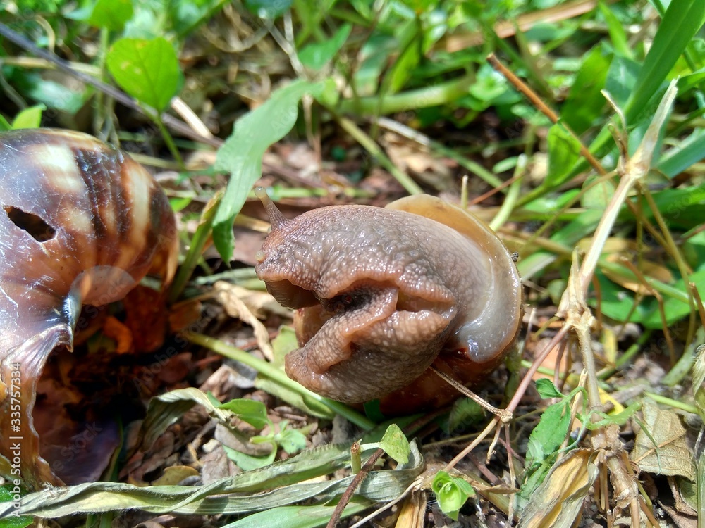 Snails (Bekicot, Achatina fulica, African giant snail, Archachatina marginata) in with natural background