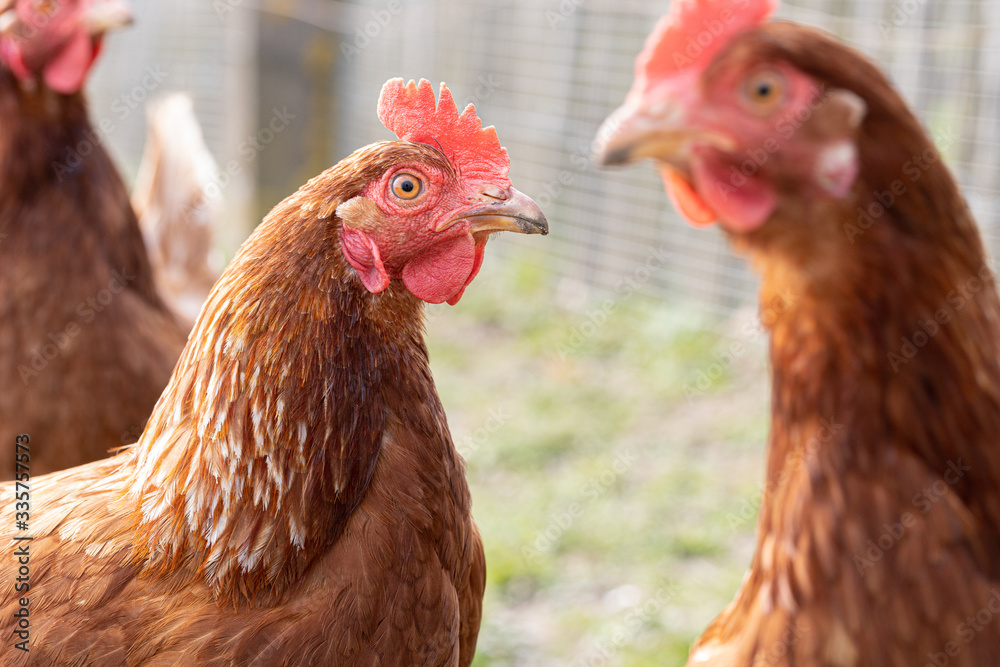Fototapeta premium Hühner Freilandhaltung