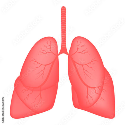  Realistic Lung anatomy. Internal organs of the human design element, logo