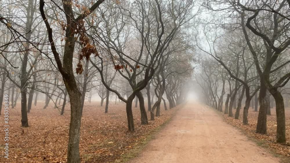 Autumn park alley in the fog with bare trees and fallen leaves, empty foggy footpath in the park. Autumn park alley in the fog with bare trees and fallen leaves, empty foggy footpath in the park.