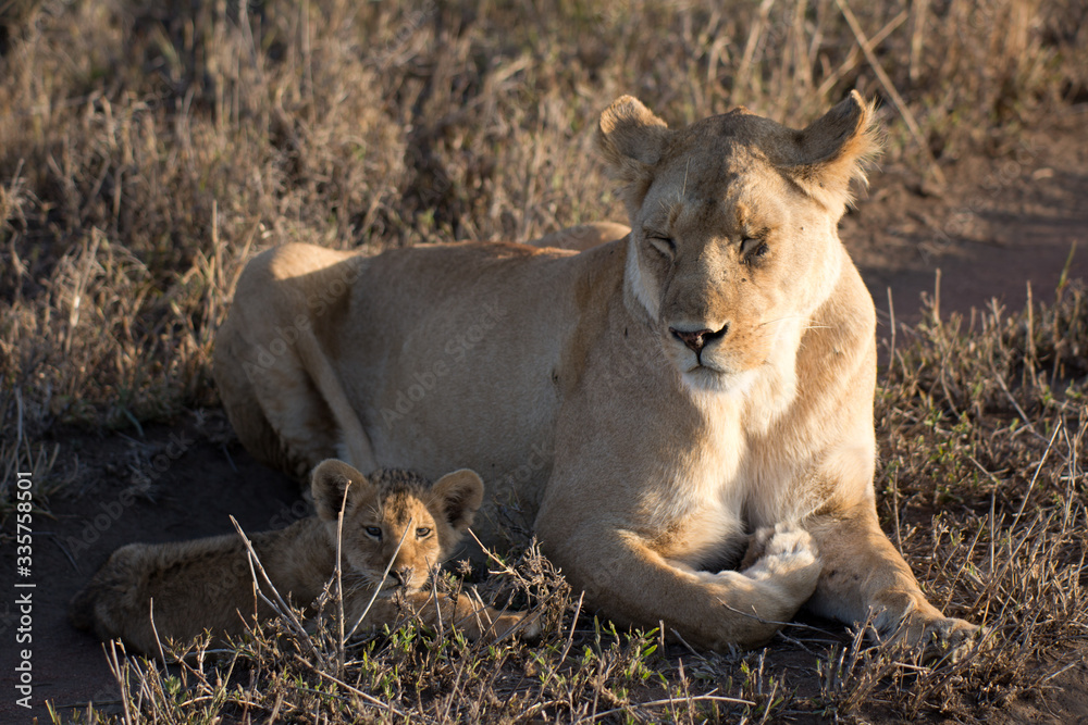 Fototapeta premium Löwin