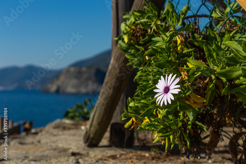 Cinque Terre coast and small towns with vibrant colorful houses in La Spezia, Italy